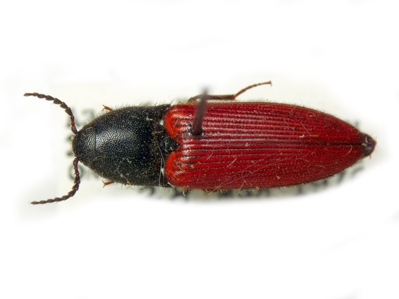 Ampedus (Ampedus) decumanus Gurjeva, 1977